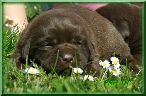 labrador s PP-�okol�dov�,�ern� a �lut� �t���tka