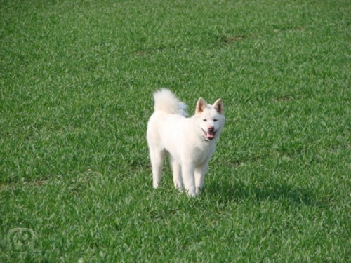 Štěňata Akita Inu  Štěňata Akita Inu