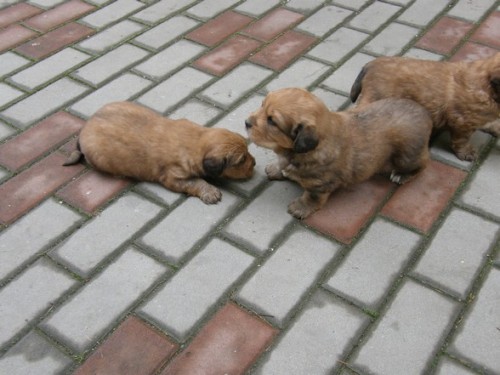 �t��ata k��ence bernsk�ho psa a labradora