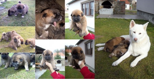 do dobrých rukou do dobrých rukou