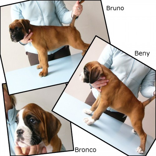 Zlat� boxer - �t��ata k odebr�n�