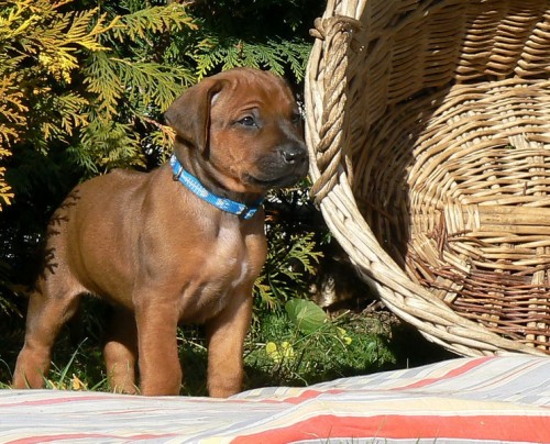 Rhod�sk� ridgeback �t���tka s PP