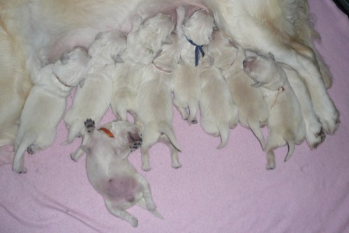 �t���tka zlat�ho retr�vra - golden retriever s PP