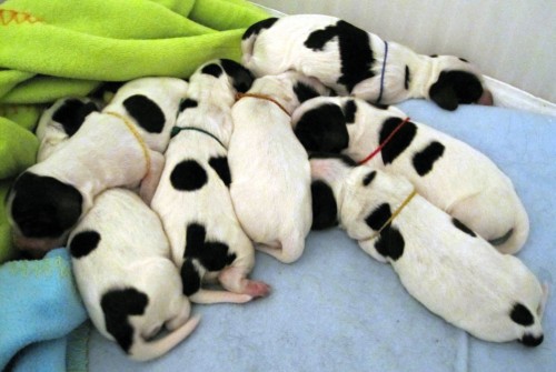 ANGLICK� KOKR�PAN�L - nab�z�me st��ata