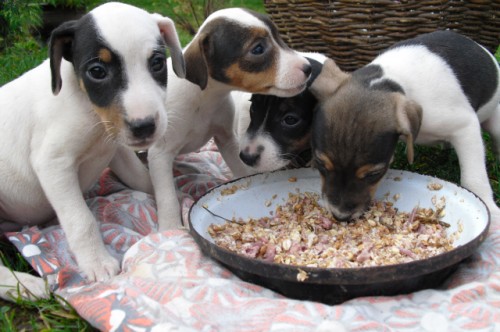 Prod�m kr�sn� �t���tka Parson Russel Teri�ra