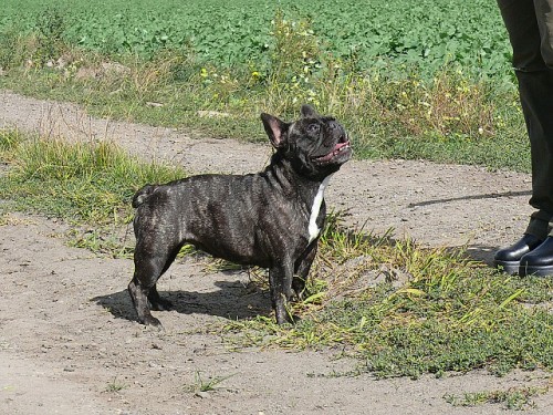 Francouzsk� buldo�ek 