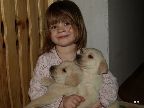 �t�n�tka labradora