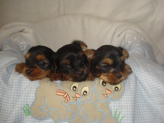 Prod�me �t��ata Jork��r�