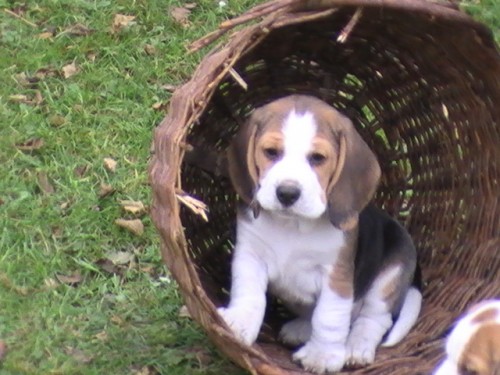 �t�n� beagle s PP