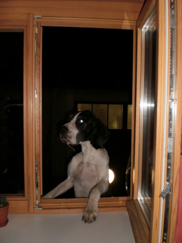 prod�m st�nata N�meck� dogy ihned k odb�ru