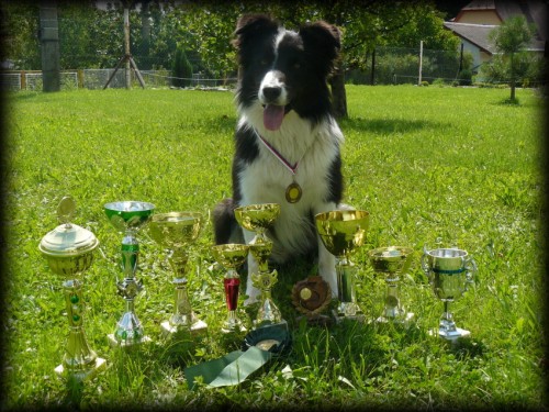 Nab�z�m psa ke kryt� BOC s PP