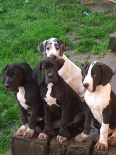 �teniatka nemeck�  doga