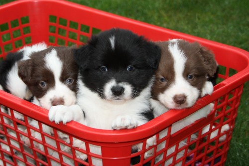 Prod�me ��asn� �t���tka