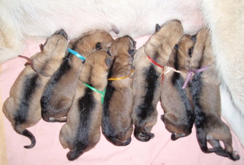 �t���tka �eskoslovensk�ho vl��ka