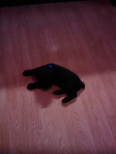 �t�n� anglick�ho kokra