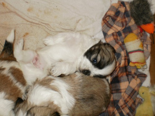 Prod�m pejska shih-tzu