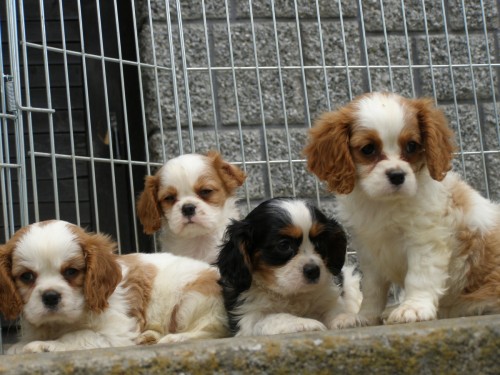 kaval�r king charles