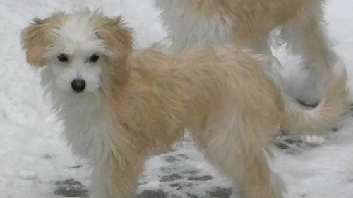 Mal� chlup��ek