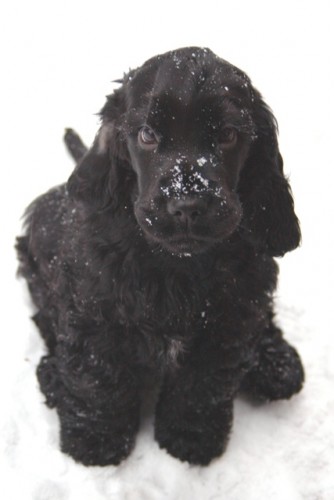 Angl. kokr�pan�l - �t���tka s PP