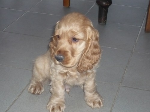 Pejska zlat�ho anglick�ho kokr�pan�la bez PP