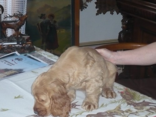 Anglick� kokr�pan�l bez PP