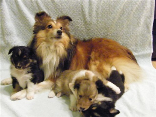 �t���tka Sheltie s PP 