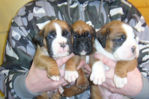 zlat� �t��ata boxer�