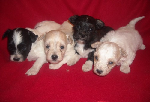 Bolo�sk� ps�k barevn�