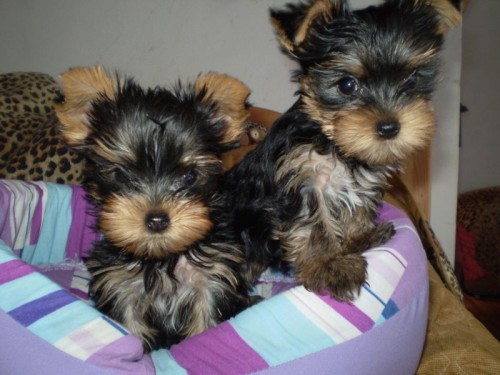 Jork��rky, �t��ata s PP.