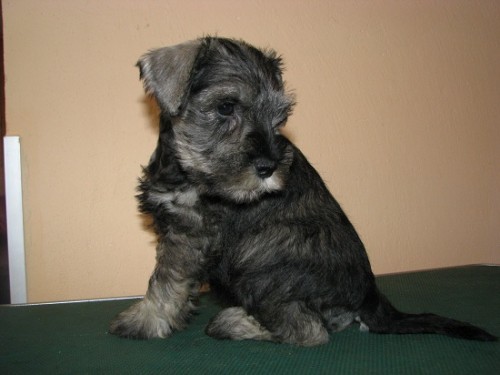 Knírač malý pepř a sůl Knírač malý pepř a sůl