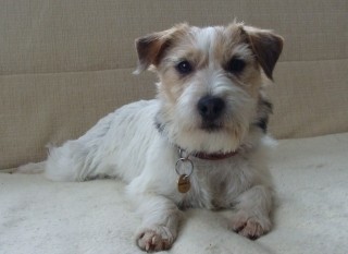 Parson Russell Teri�r