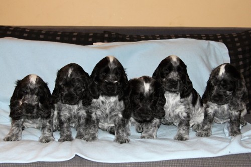 ANGLICK� KOKR�PAN�L - nab�z�me st��ata