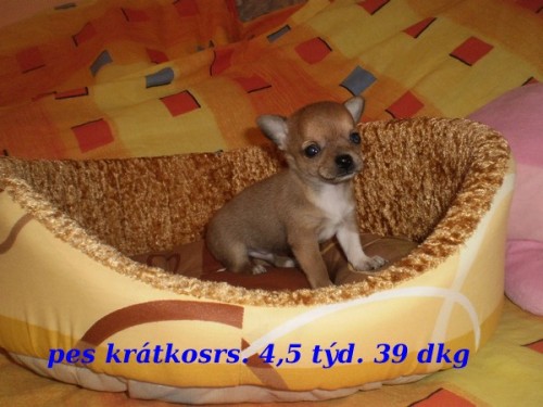  �ivava kr�tkosrs.+douhosrst.i �okol�dov�