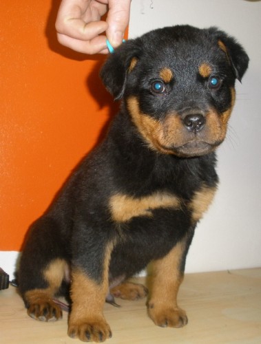 �t���tka rotvajlera