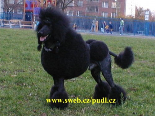 Pudl kr�lovsk� velk� �ern�