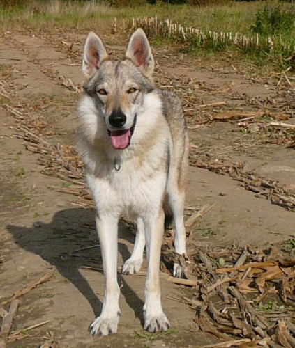 �eskoslovensk� vl��k TOP