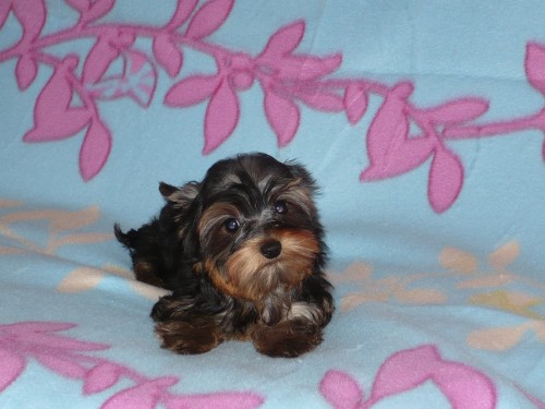 �t��ata Jork��rsk� terier s PP