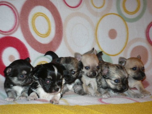 Prod�v�m �t���tka �ivavy s PP