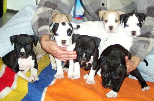 Americk� staford��rsky teri�r