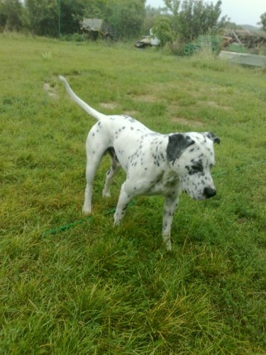 Americk� staford�irsk� terier k��en� s dalmatinem hled� ke kryt� staford� sle�nu