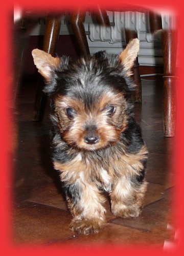 Jork��rsk� terier