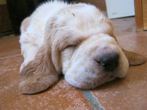 Prod�m �t��ata BASSET HOUND s PP