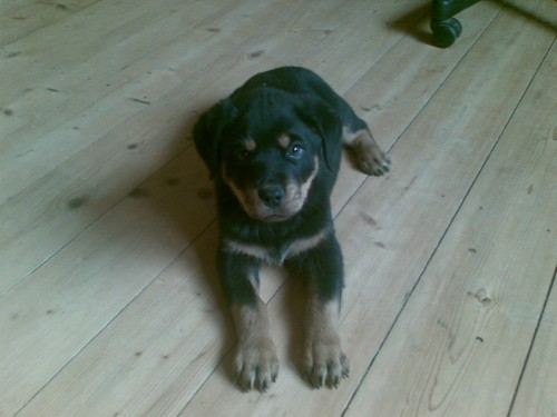 �t�n� rotvajler