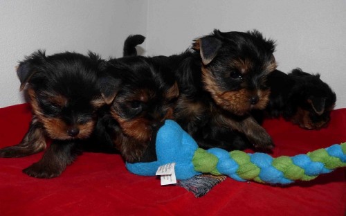 �t���tka jork��ra-fene�ka