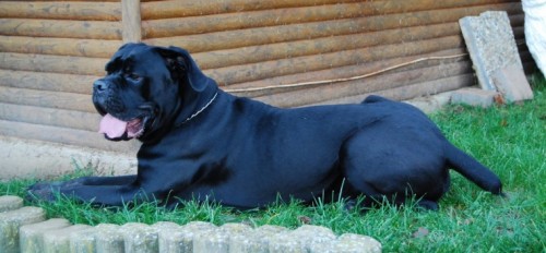 Nab�dka ke kryt�