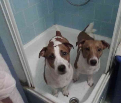 NABZM KE KRYT DVA PSY JRT