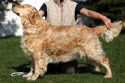 Zlat� retr�vr s PP �t��ata