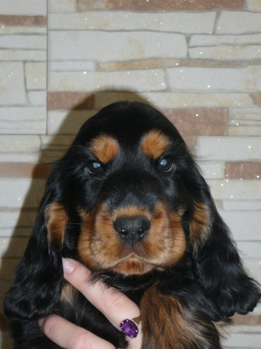 Anglick� kokr�pan�l s PP