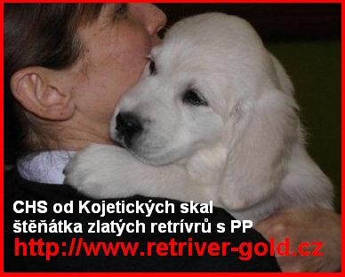 Golden Retriever �t��ata s PP
