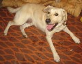 nález labrador okres Jičín nález labrador okres Jičín